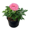 Ranunculus - Persian Buttercup Pink