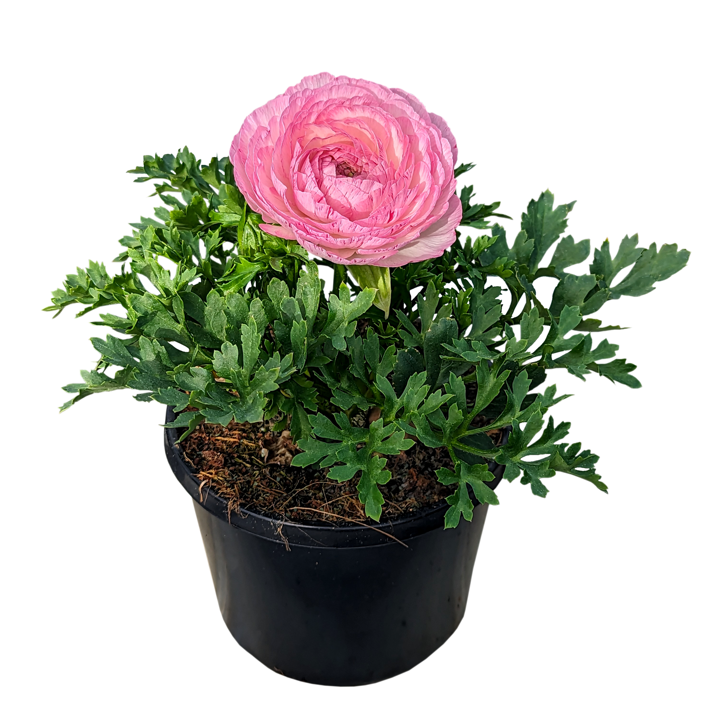 pink ruffled flower ranunculus plant in pot