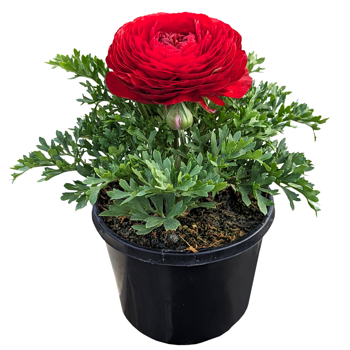 Ranunculus - Persian Buttercup Red
