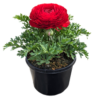 Ranunculus - Persian Buttercup Red