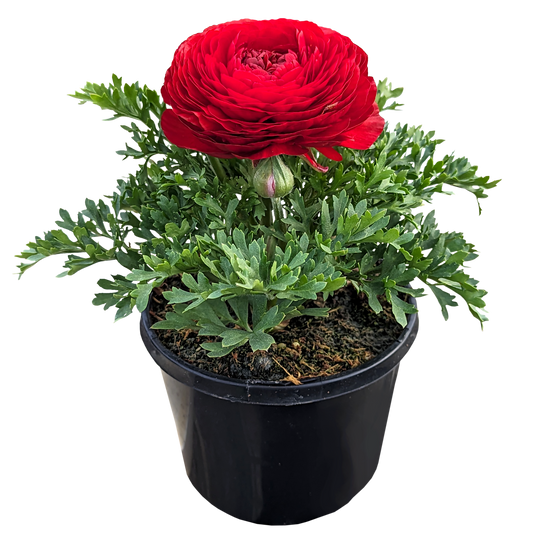 Ranunculus - Persian Buttercup Red