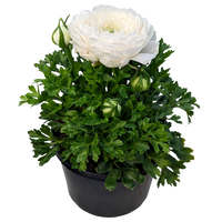 Ranunculus - Persian Buttercup White