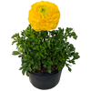 Ranunculus - Persian Buttercup Yellow