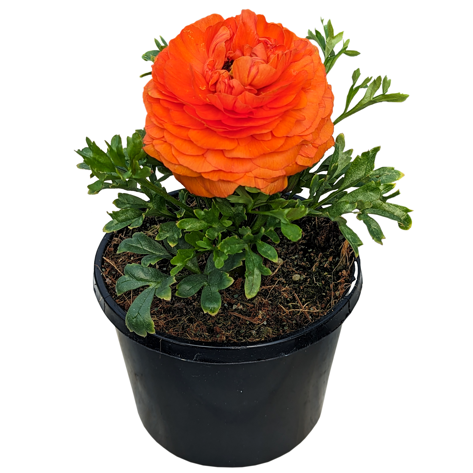Orange ruffled flower ranunculus plant in pot