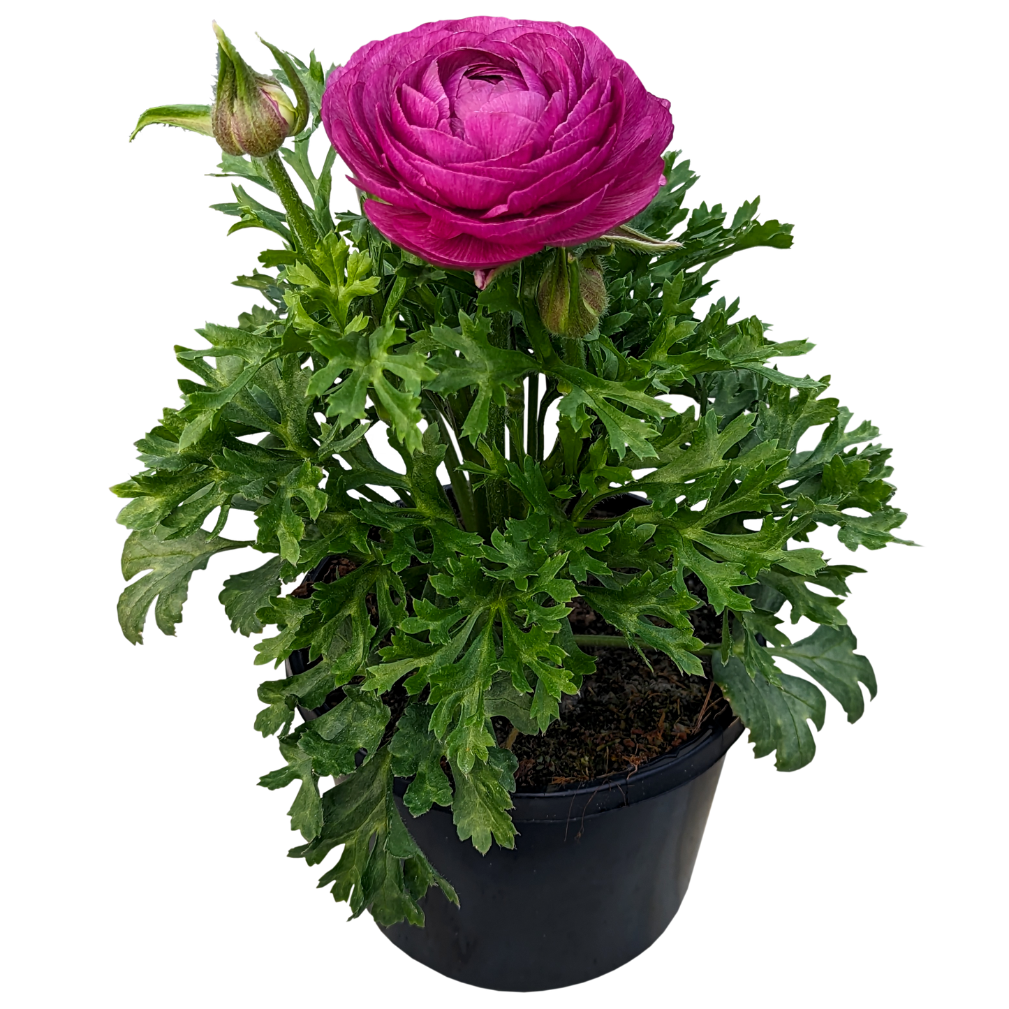 purple ruffled flower ranunculus plant in pot