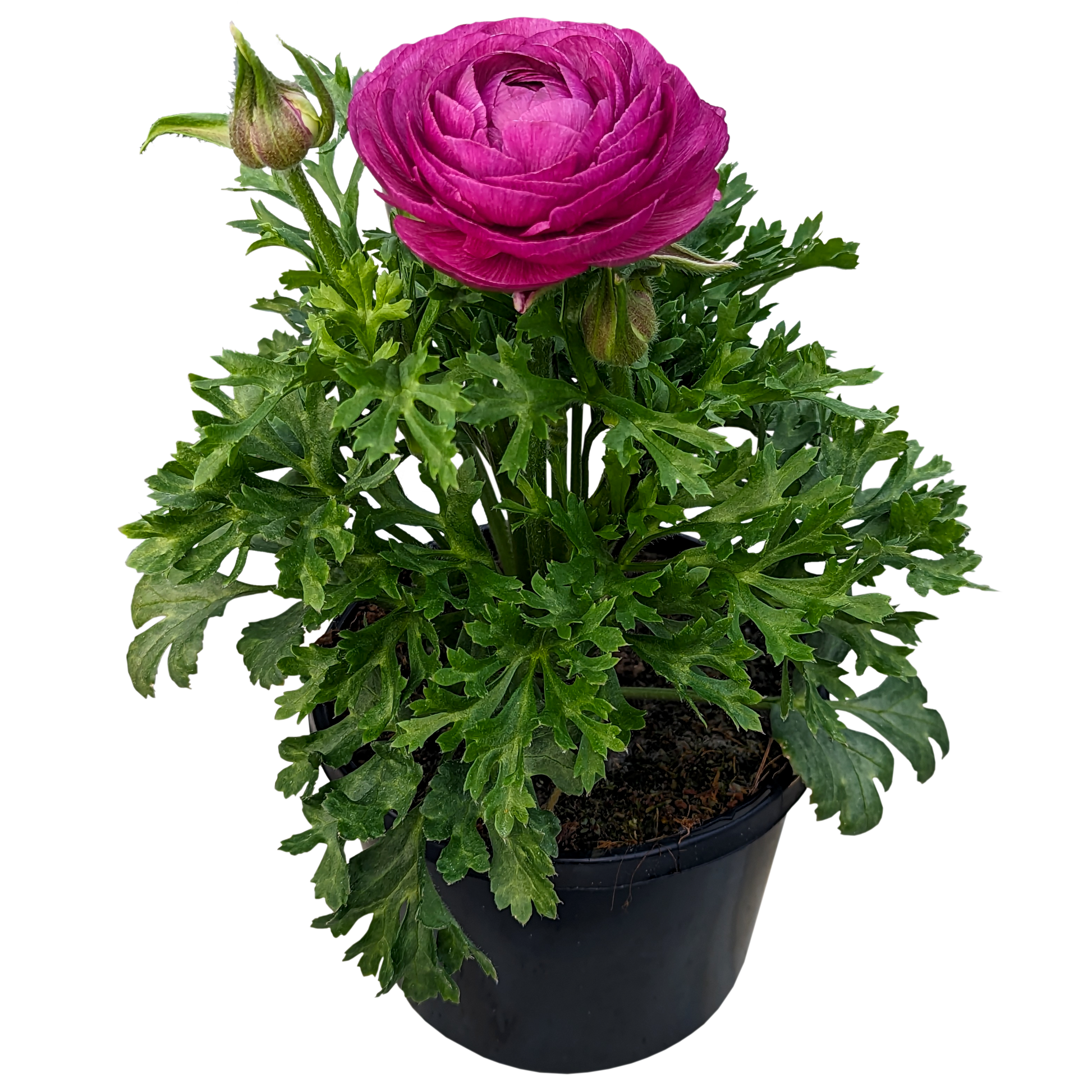 purple ruffled flower ranunculus plant in pot