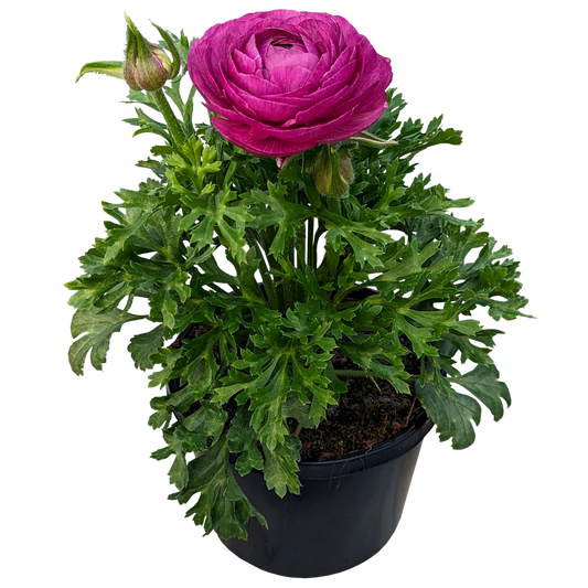 purple ruffled flower ranunculus plant in pot