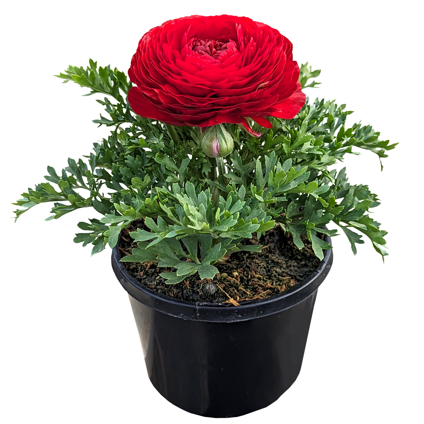 red ruffled flower ranunculus plant in pot