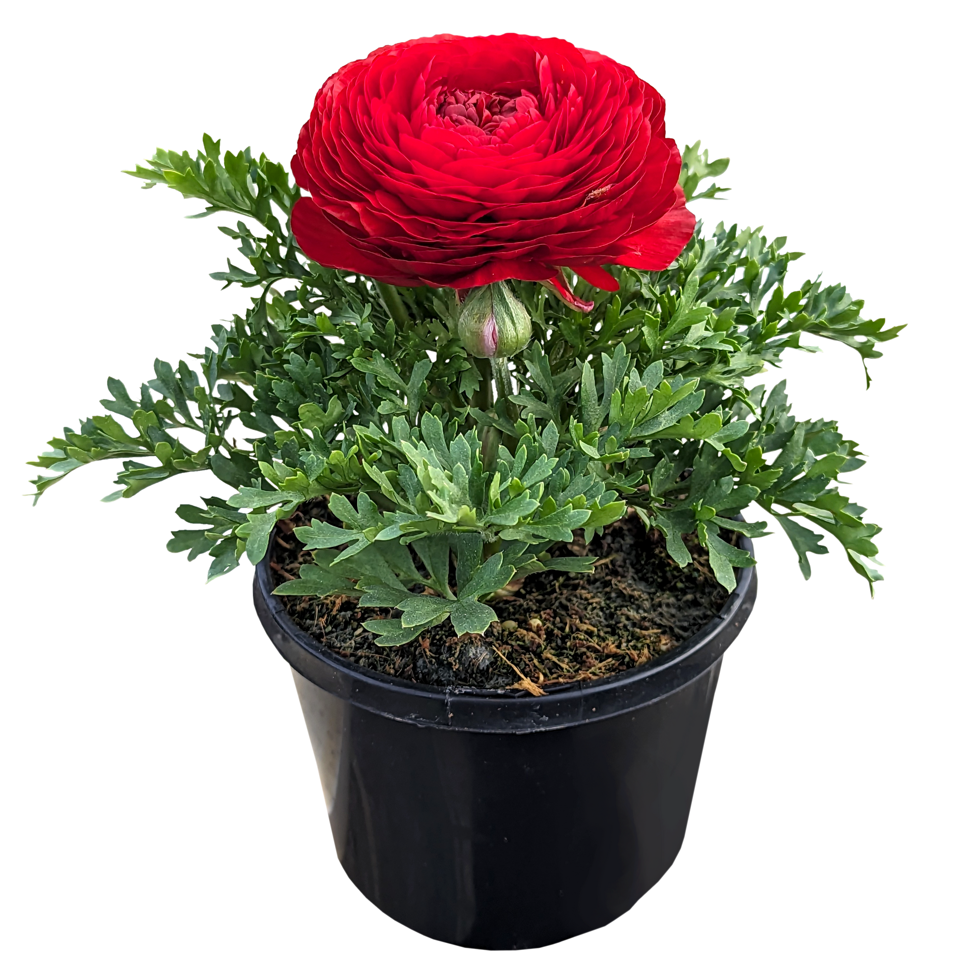 red ruffled flower ranunculus plant in pot