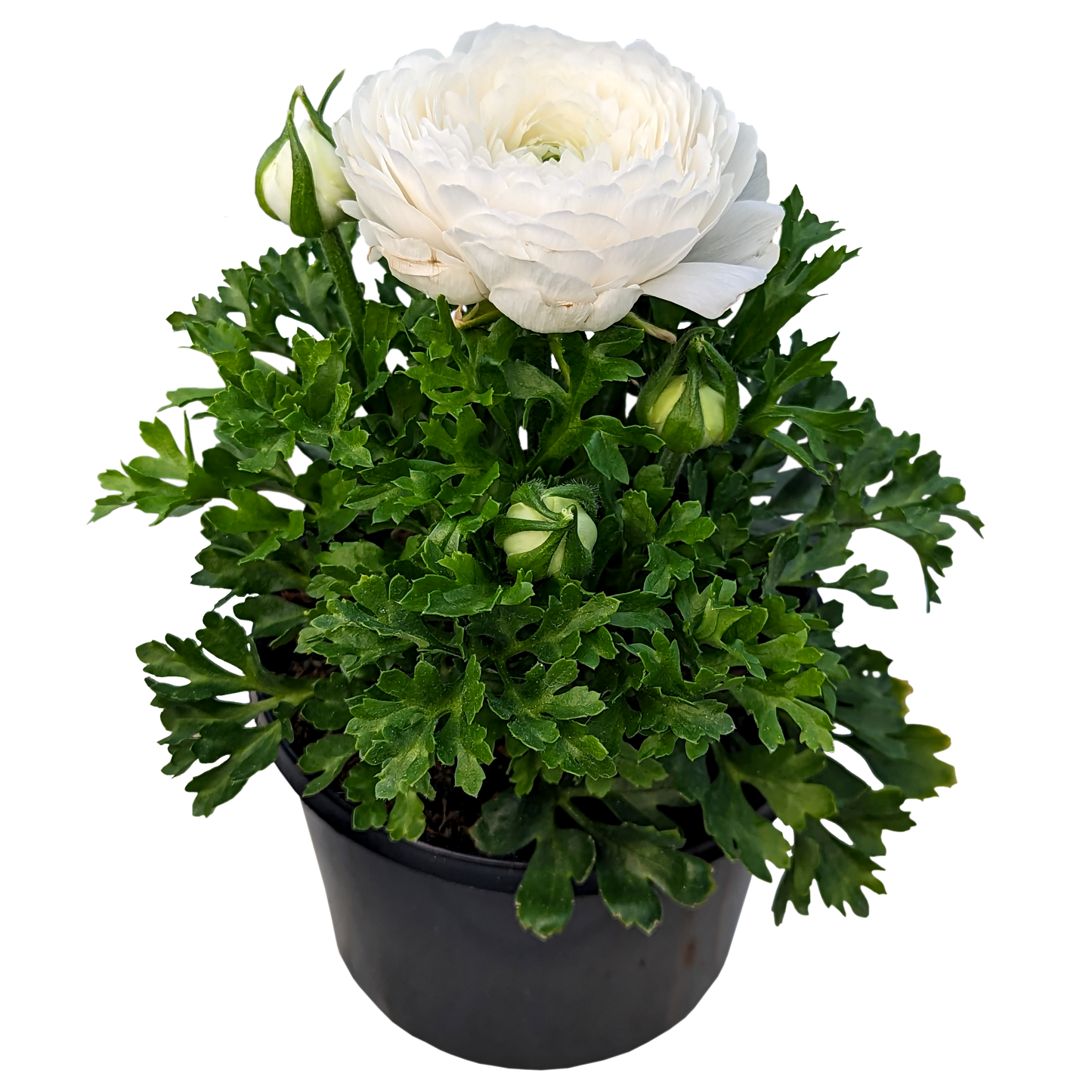 white ruffled flower ranunculus plant in pot