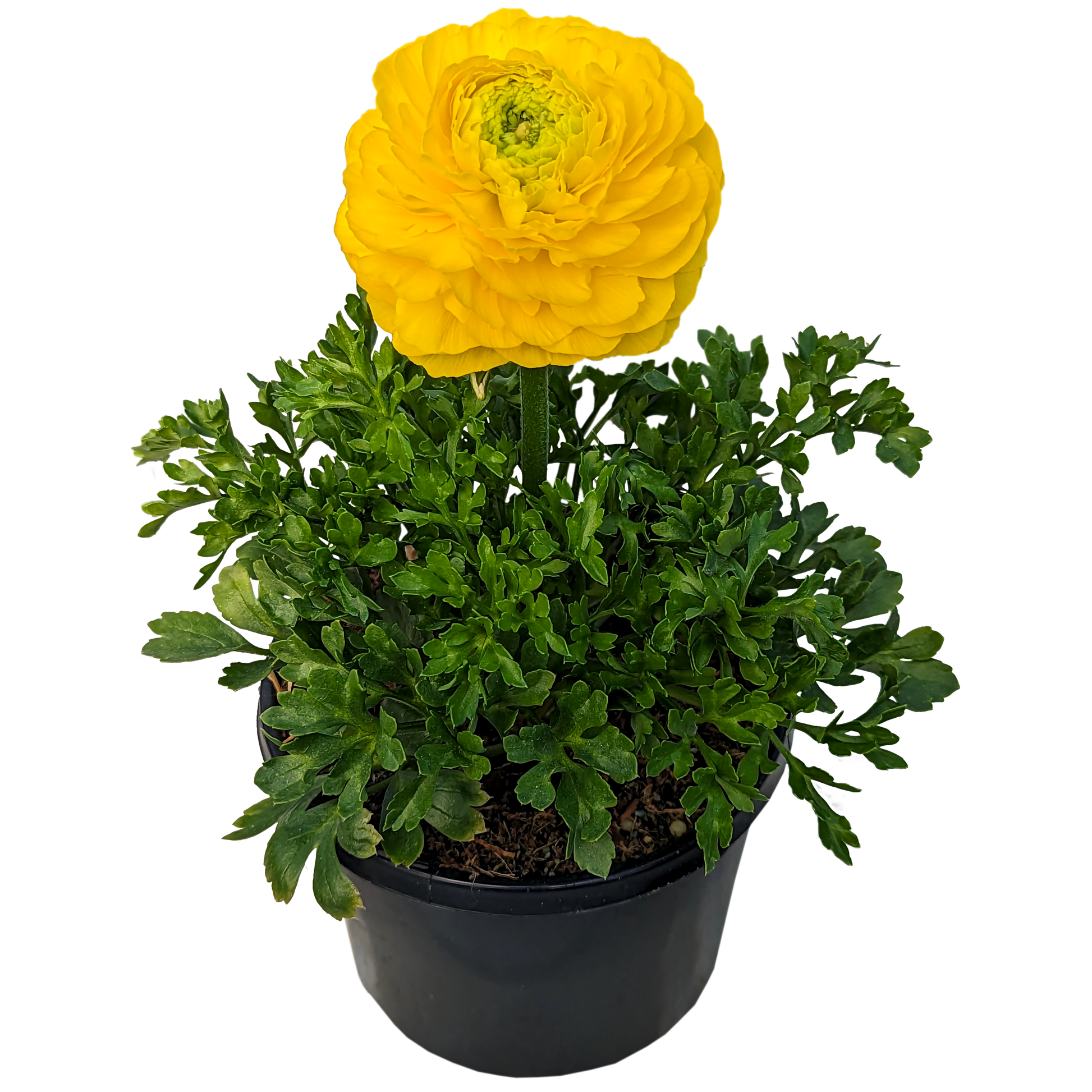 Yellow ruffled flower ranunculus plant in pot