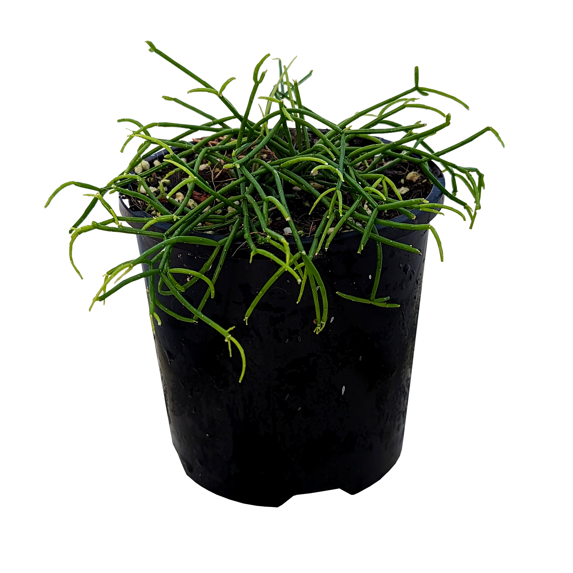 Rhipsalis campos-portoana | Jungle Cactus 100mm