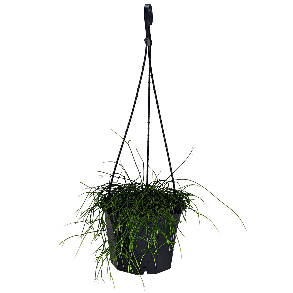 Rhipsalis campos-portoana | Jungle Cactus 180mm