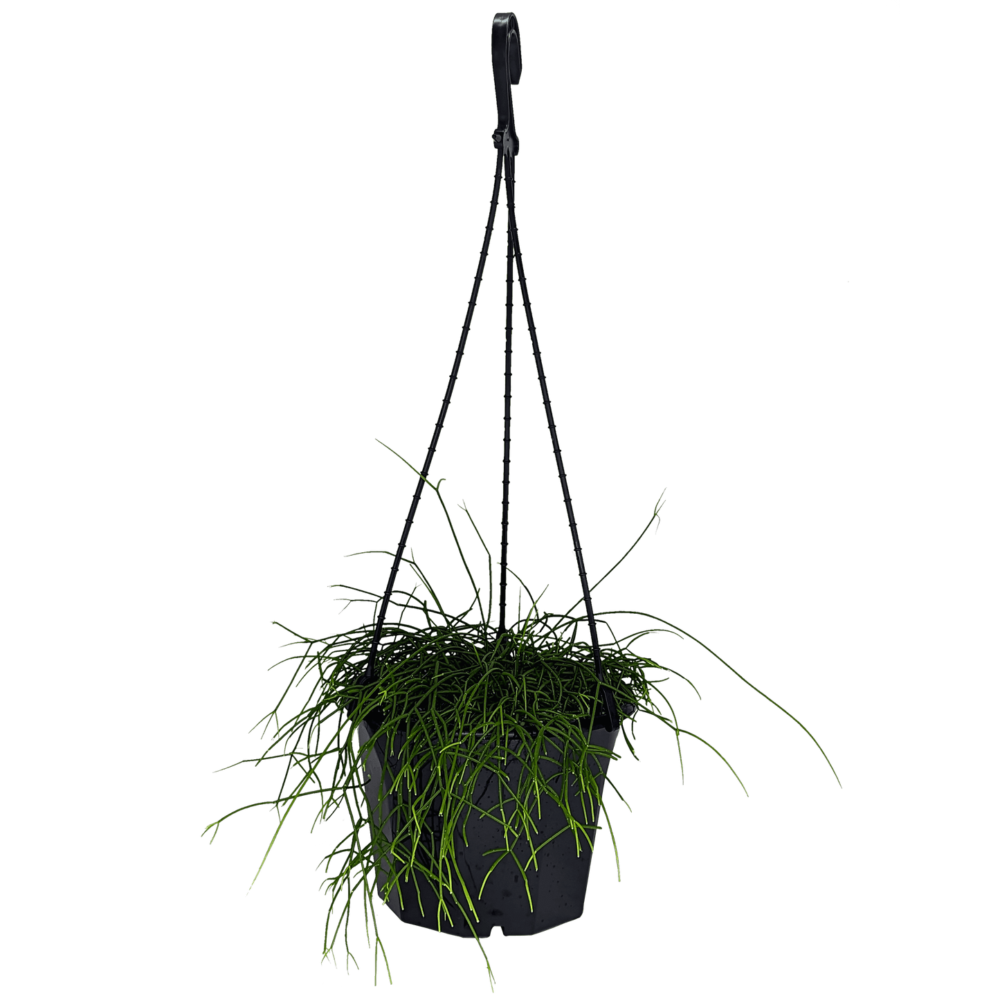 Rhipsalis campos-portoana | Jungle Cactus 180mm