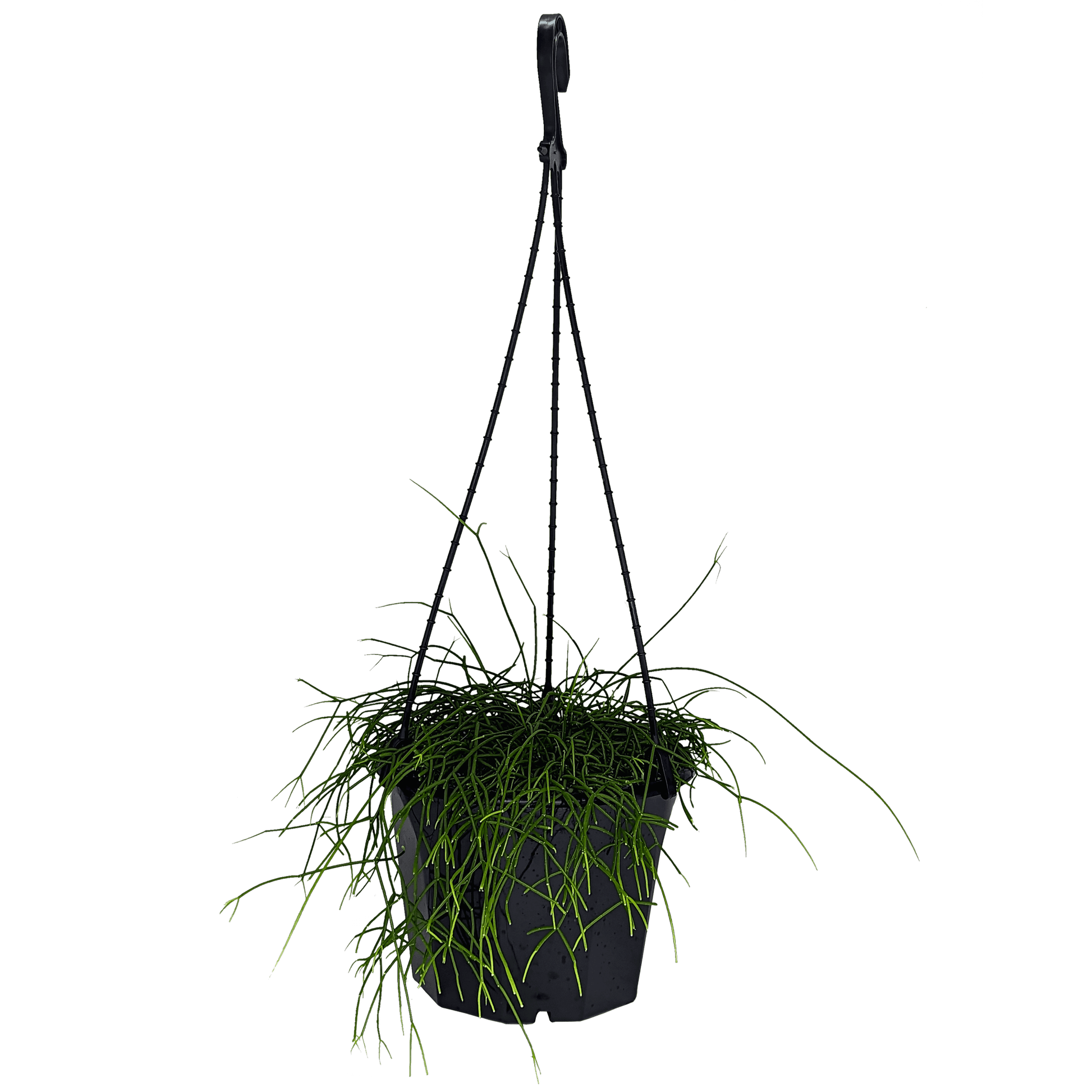 Rhipsalis campos-portoana | Jungle Cactus 180mm