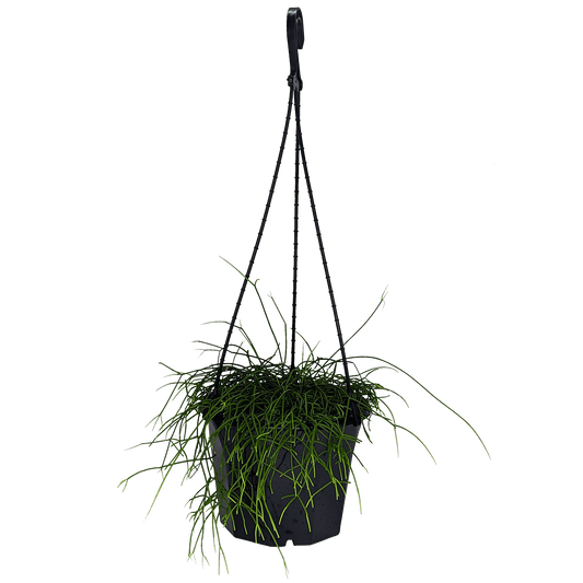 Rhipsalis campos-portoana | Jungle Cactus 180mm