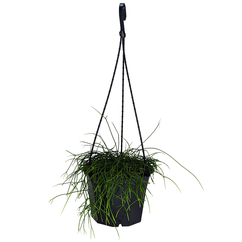 Rhipsalis campos-portoana | Jungle Cactus 180mm