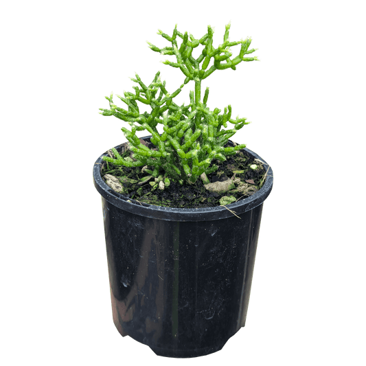 Rhipsalis cereuscula