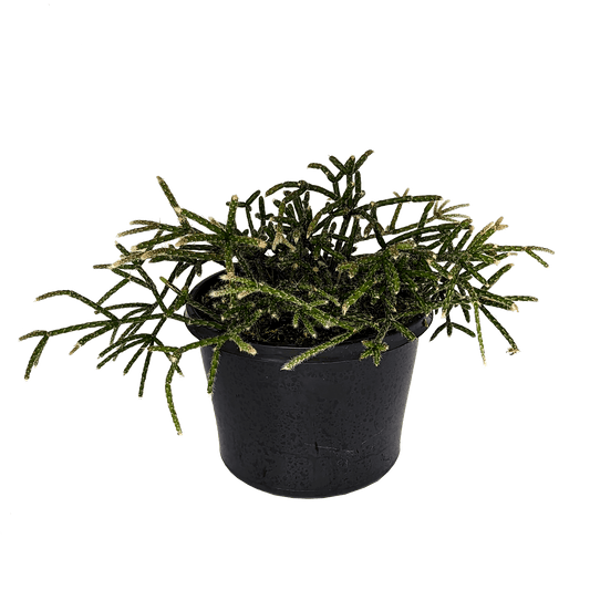 Rhipsalis pilocarpa 100mm,155mm