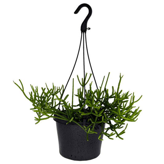 Rhipsalis teres 100mm,155mm