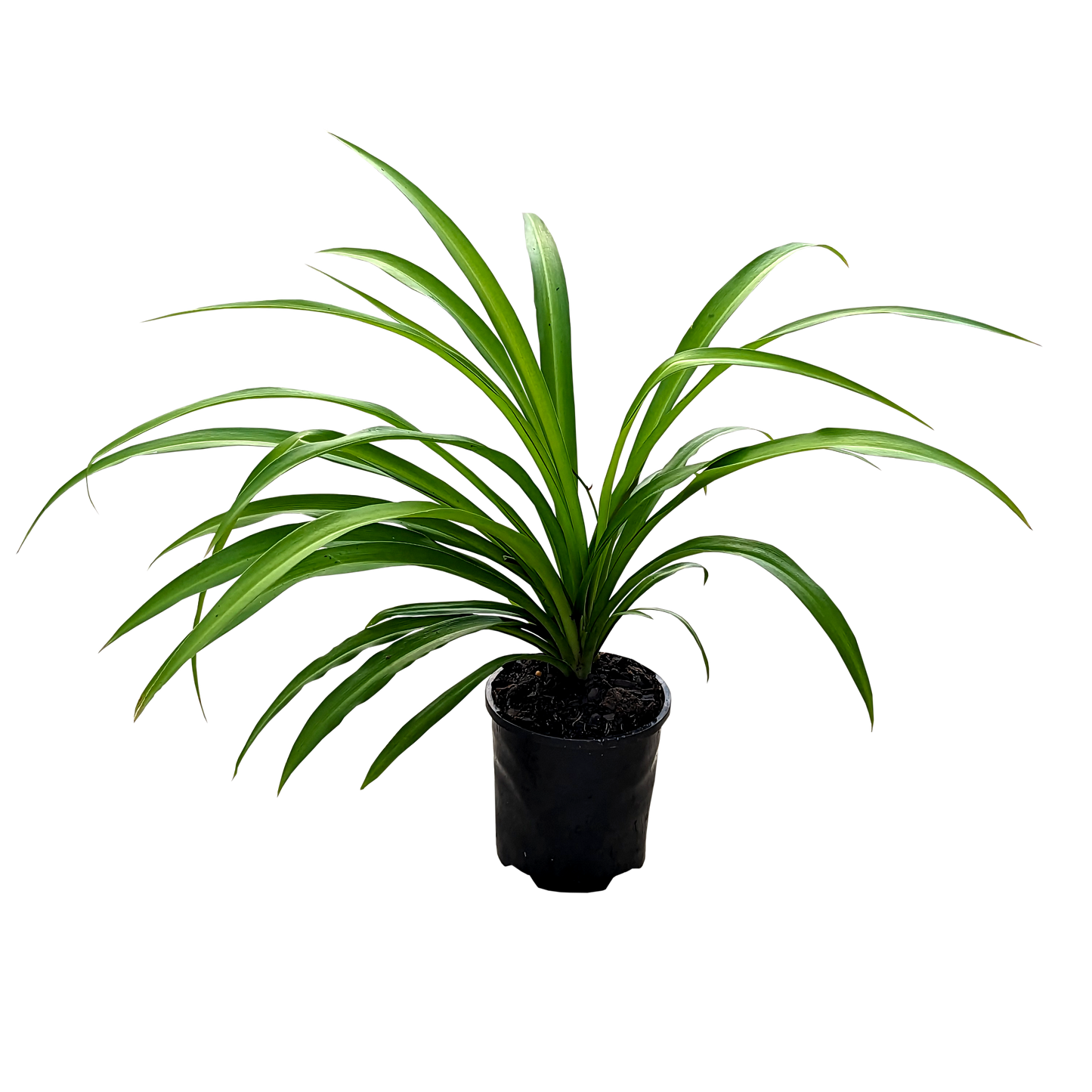 Chlorophytum comosum - Green Spider Plant 100mm