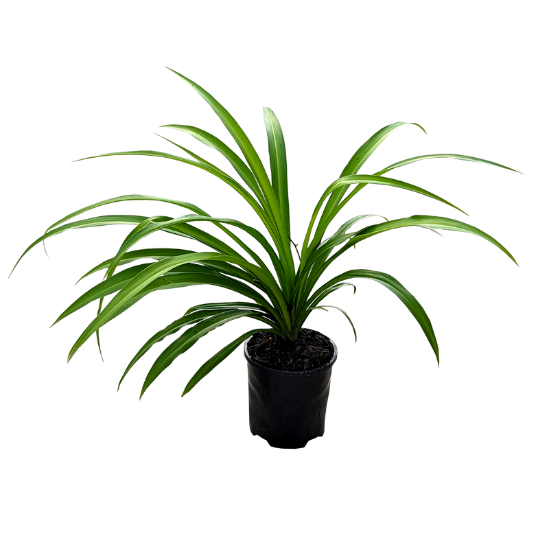 Chlorophytum comosum - Green Spider Plant 100mm