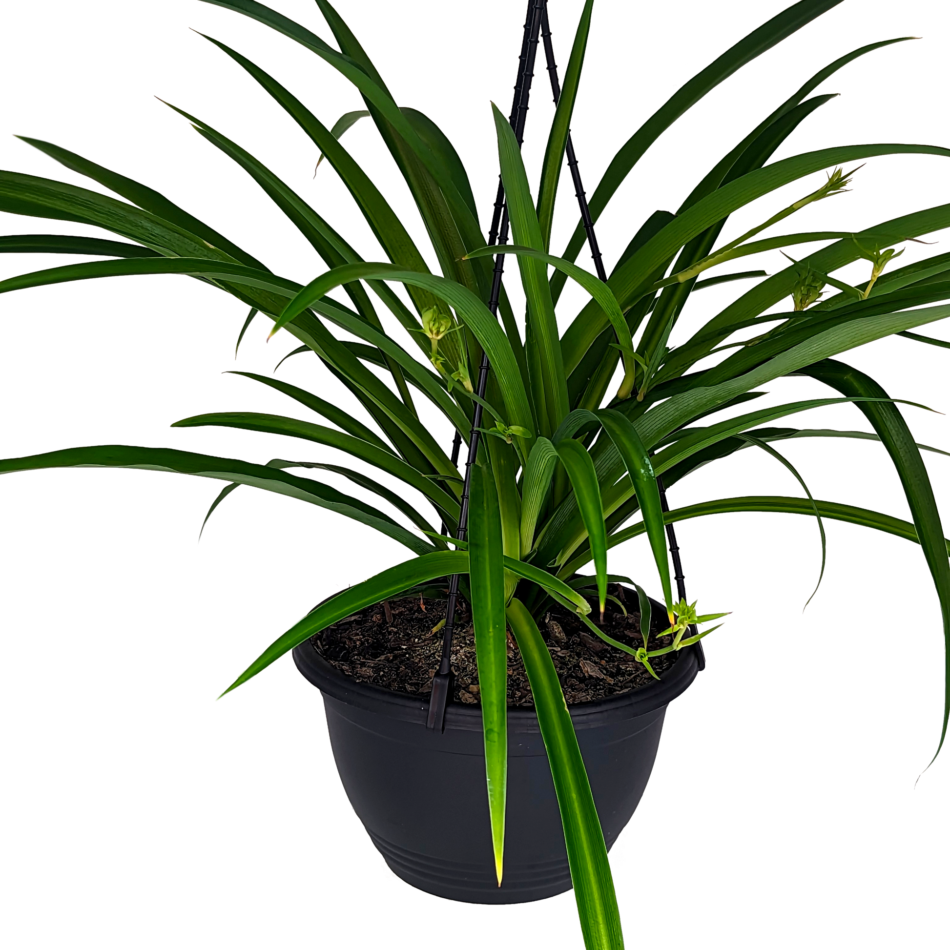Chlorophytum comosum - Green Spider Plant 200mm