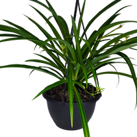 Chlorophytum comosum - Green Spider Plant 200mm