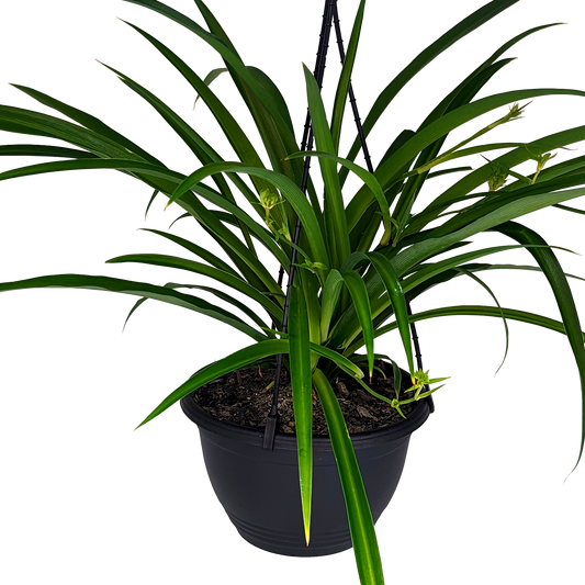 Chlorophytum comosum - Green Spider Plant 200mm