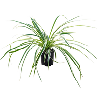 Chlorophytum comosum Variegatum - Spider Plant 100mm,200mm