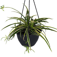 Chlorophytum comosum Variegatum - Spider Plant 100mm,200mm