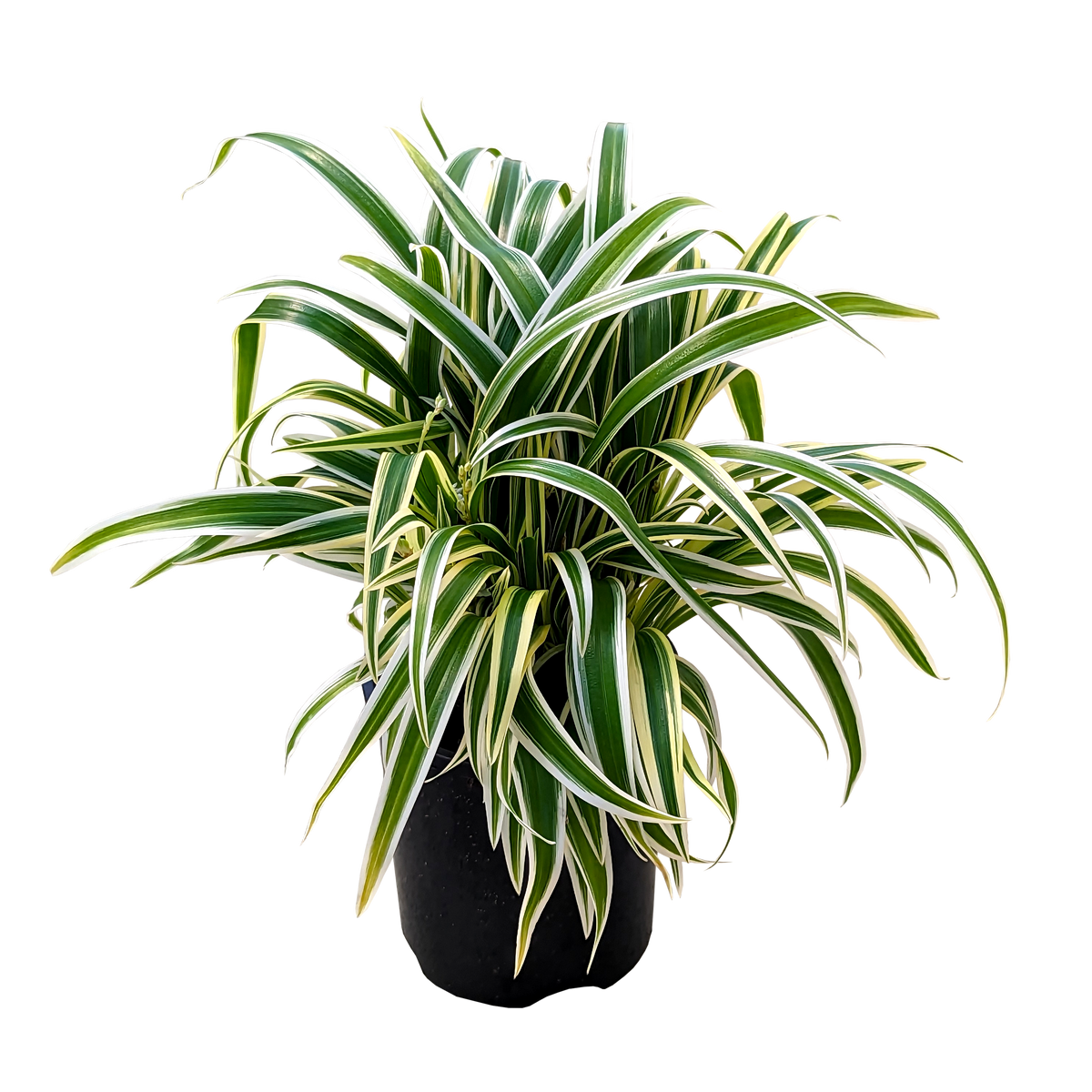 Chlorophytum comosum Zebrina - Ribbon Plant 100mm