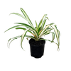 Chlorophytum comosum Vittatum - Spider Plant 100mm