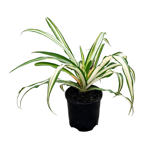Chlorophytum comosum Vittatum - Spider Plant 100mm