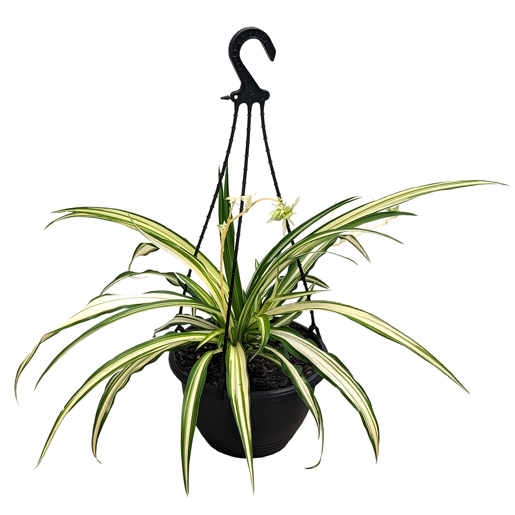 Chlorophytum comosum Vittatum - Spider Plant 200mm