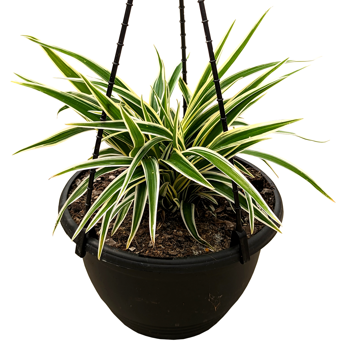 Chlorophytum comosum Zebrina - Ribbon Plant 200mm