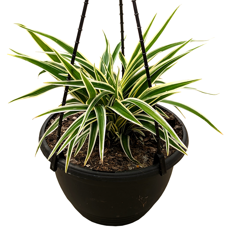 Chlorophytum comosum Zebrina - Ribbon Plant 200mm
