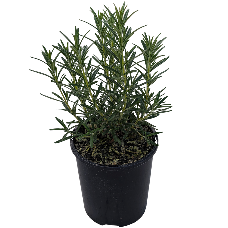 Rosemarinus officinalis - Rosemary Savor