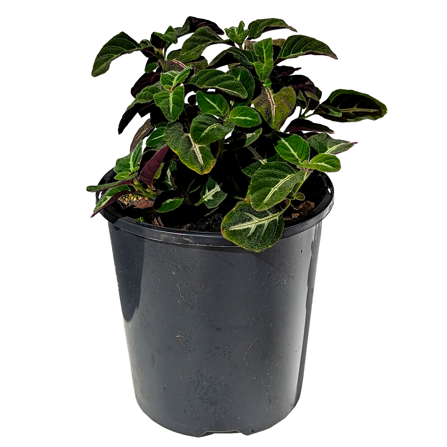 Ruellia devosiana - Brazilian Wild Petunia 125mm