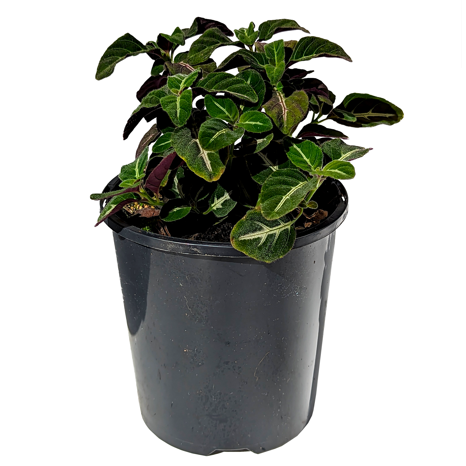 Ruellia devosiana - Brazilian Wild Petunia 125mm
