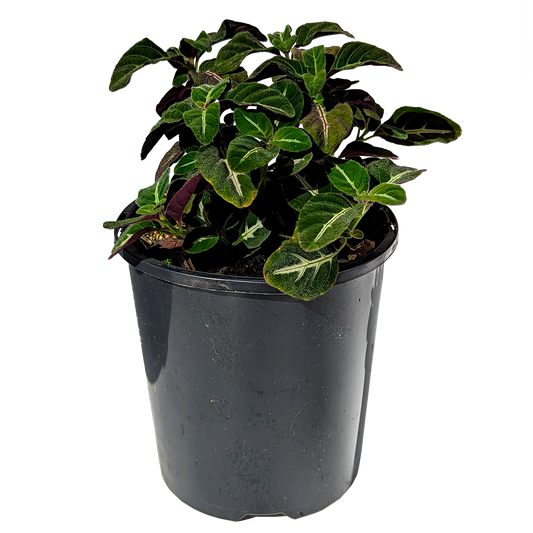 Ruellia devosiana - Brazilian Wild Petunia 125mm