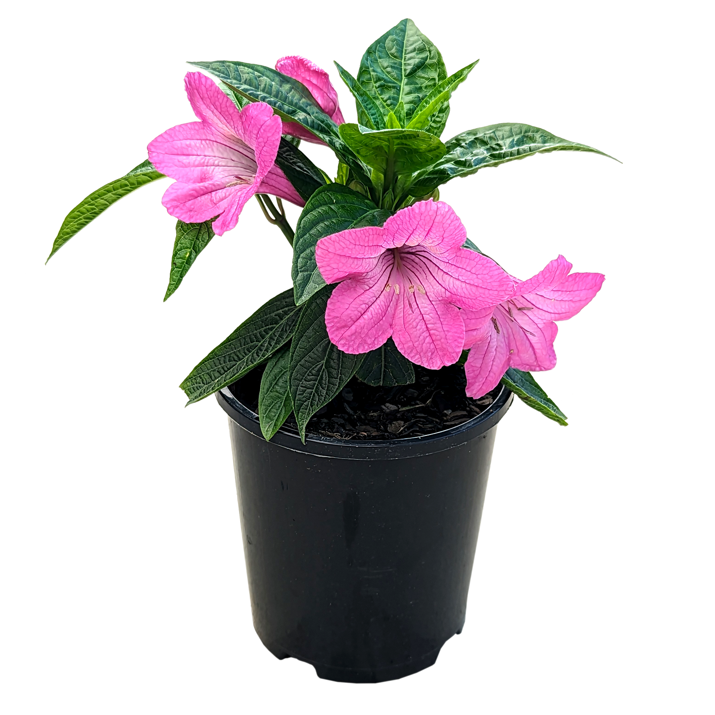 pink trumpet shaped flowers on green ovate shaped leaves