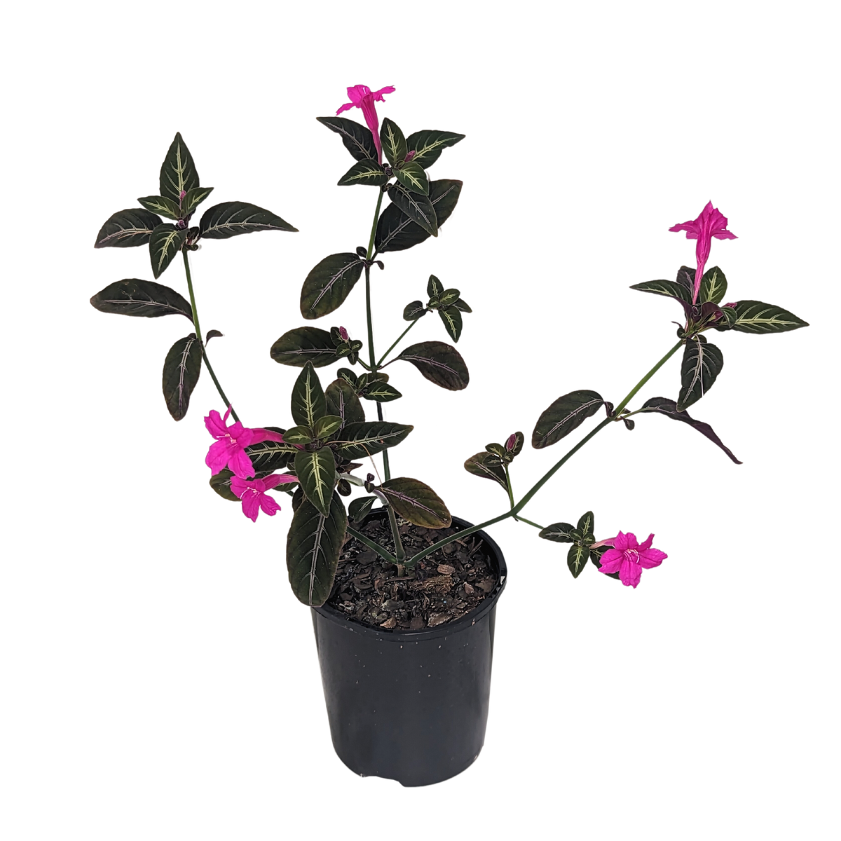 Ruellia makoyana - Trailing Velvet Plant