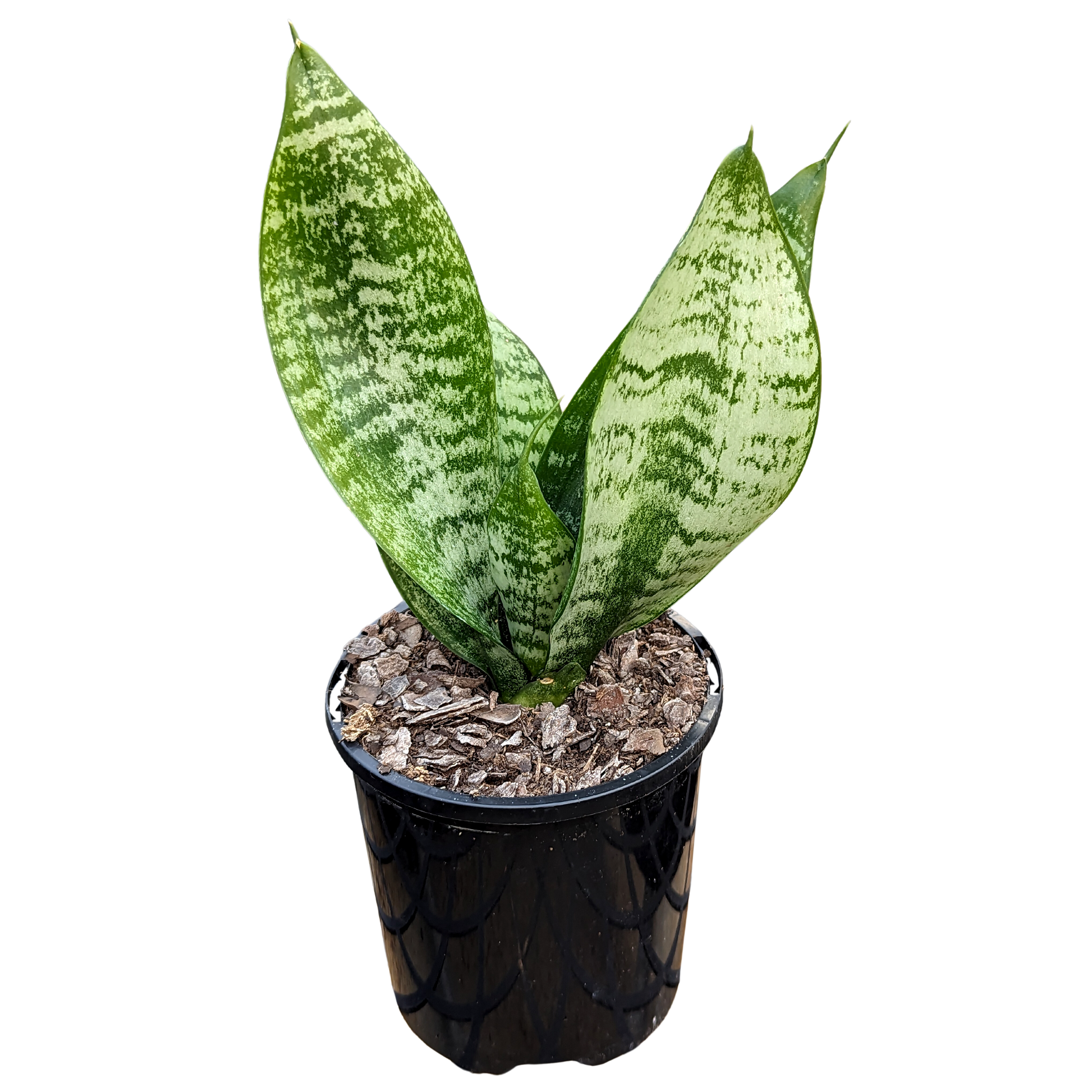 Sansevieria Hahnii. Stiff, fleshy tongue shaped leaves marked with striking patterns.
