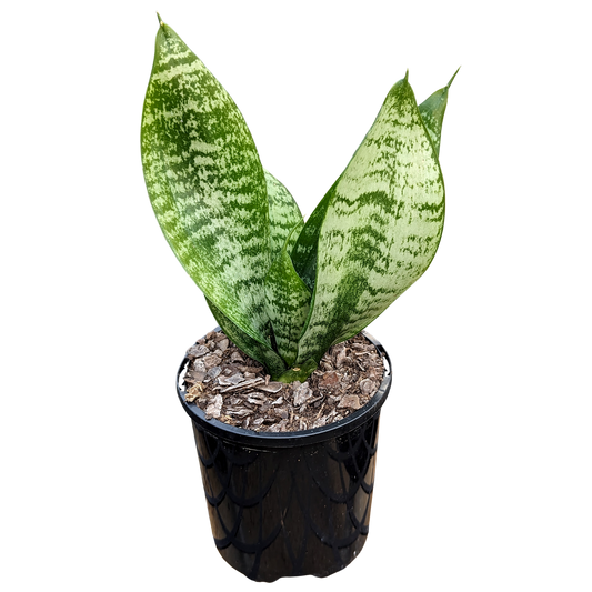 Sansevieria Hahnii. Stiff, fleshy tongue shaped leaves marked with striking patterns.