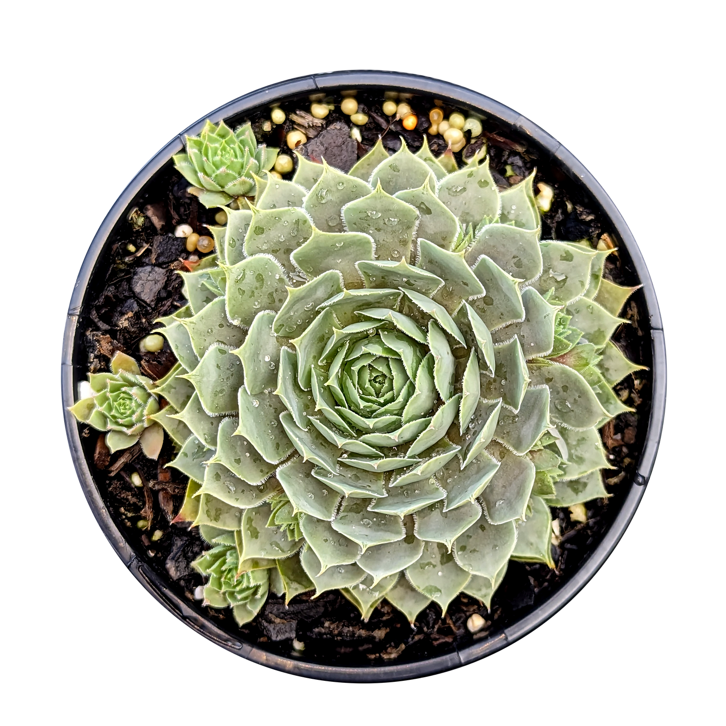 Sempervivum Berry Blue 125mm