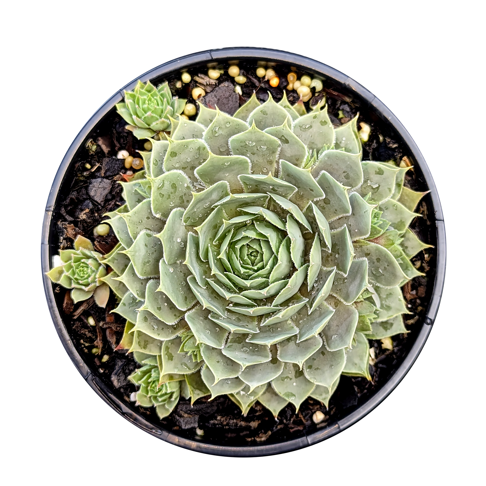 Sempervivum Berry Blue 125mm