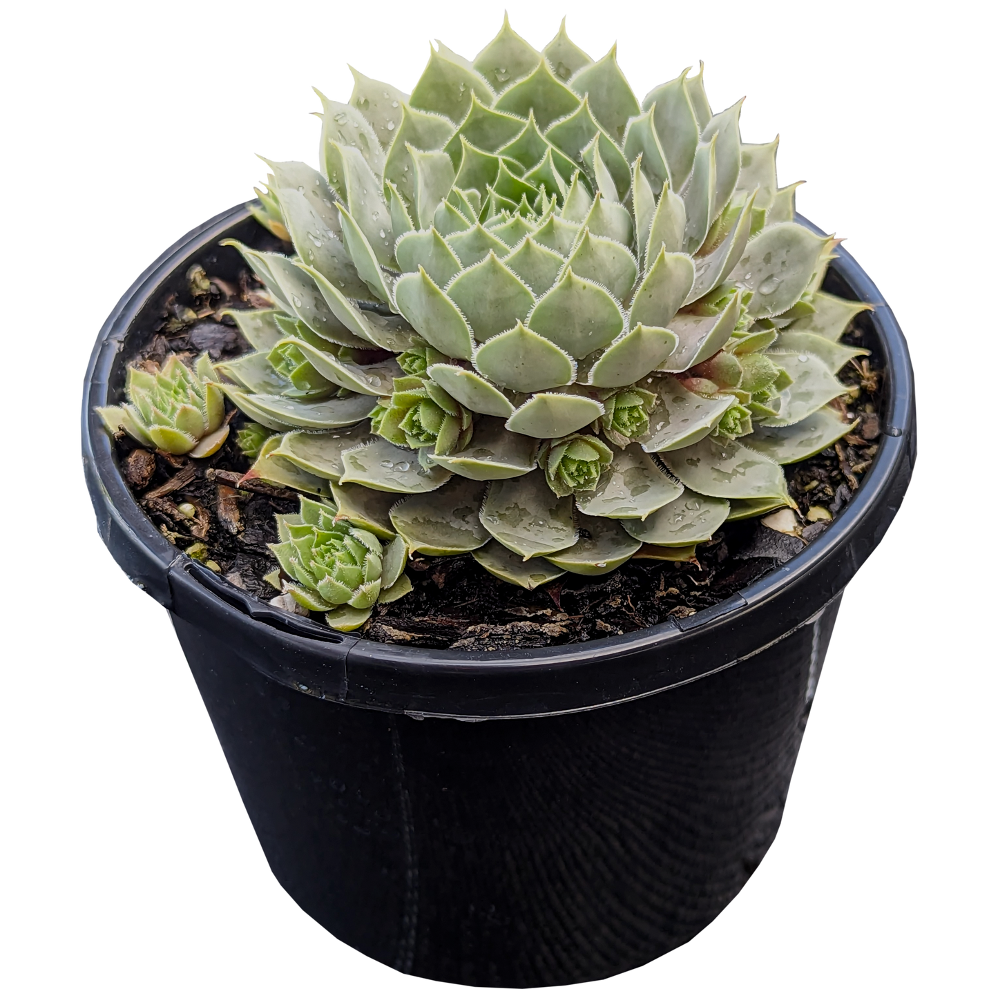 Sempervivum Berry Blue 125mm