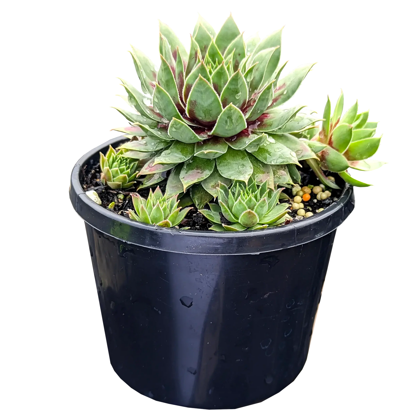 Sempervivum Cranberry Cocktail 125mm