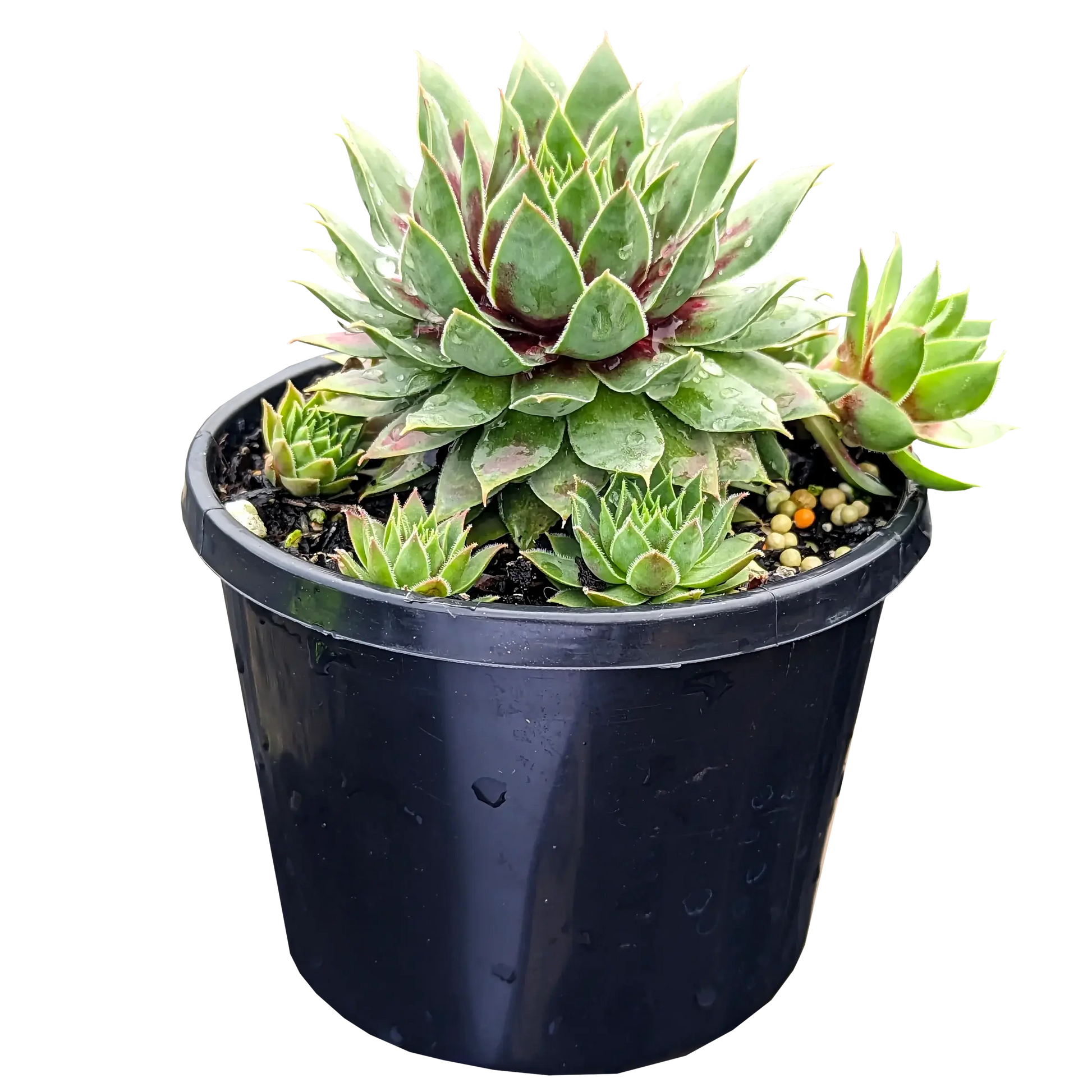 Sempervivum Cranberry Cocktail 125mm